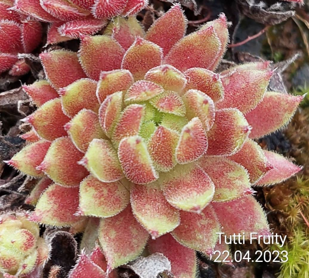 Tutti Fruity