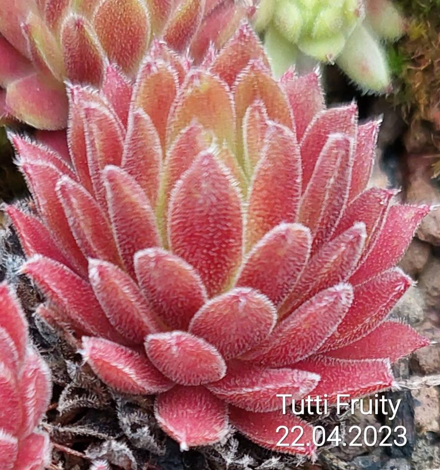 Tutti Fruity