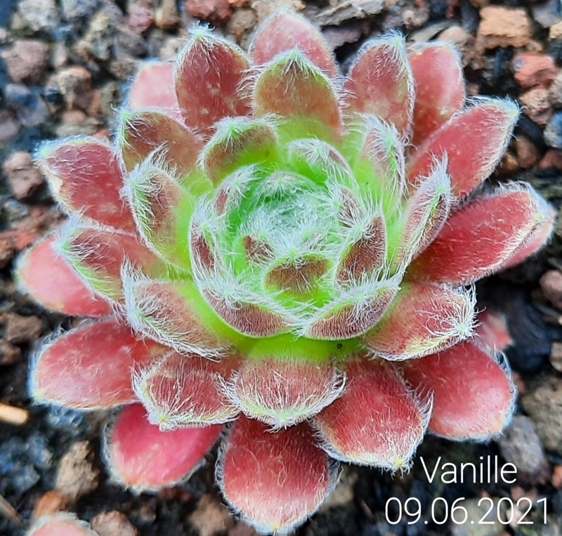 Vanille