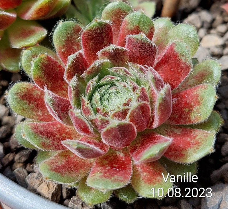 Vanille