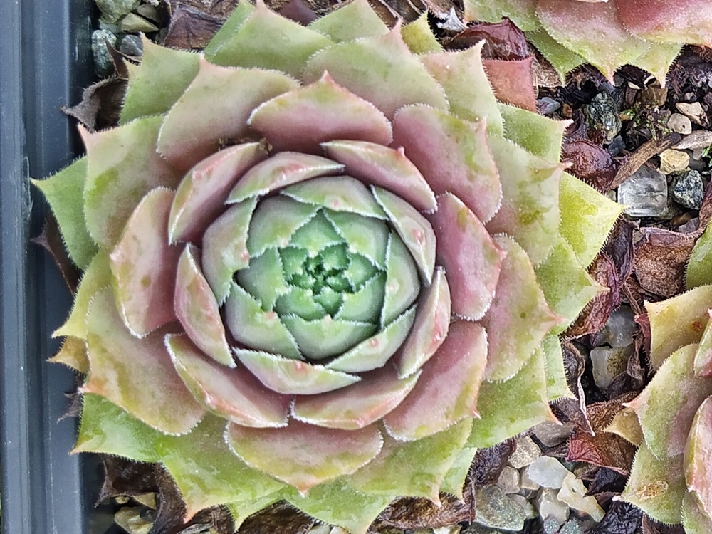 Vanto