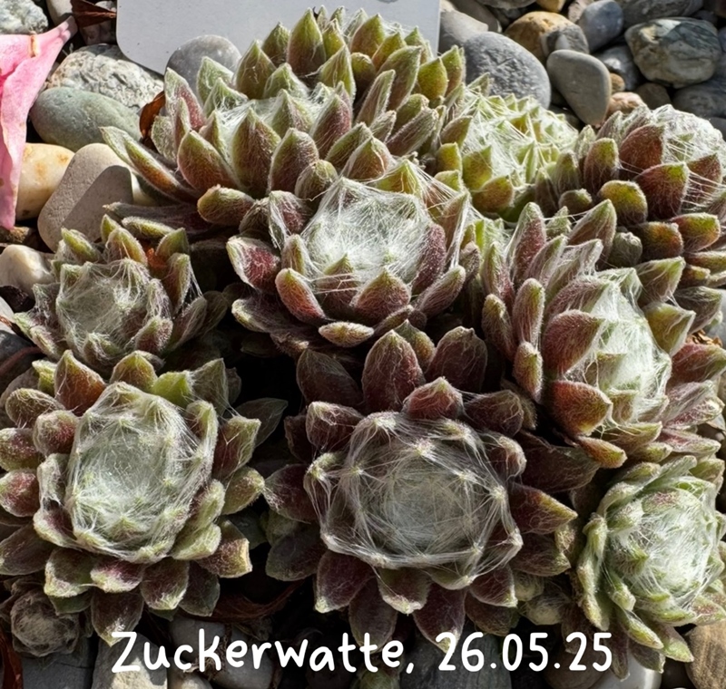 Zuckerwatte