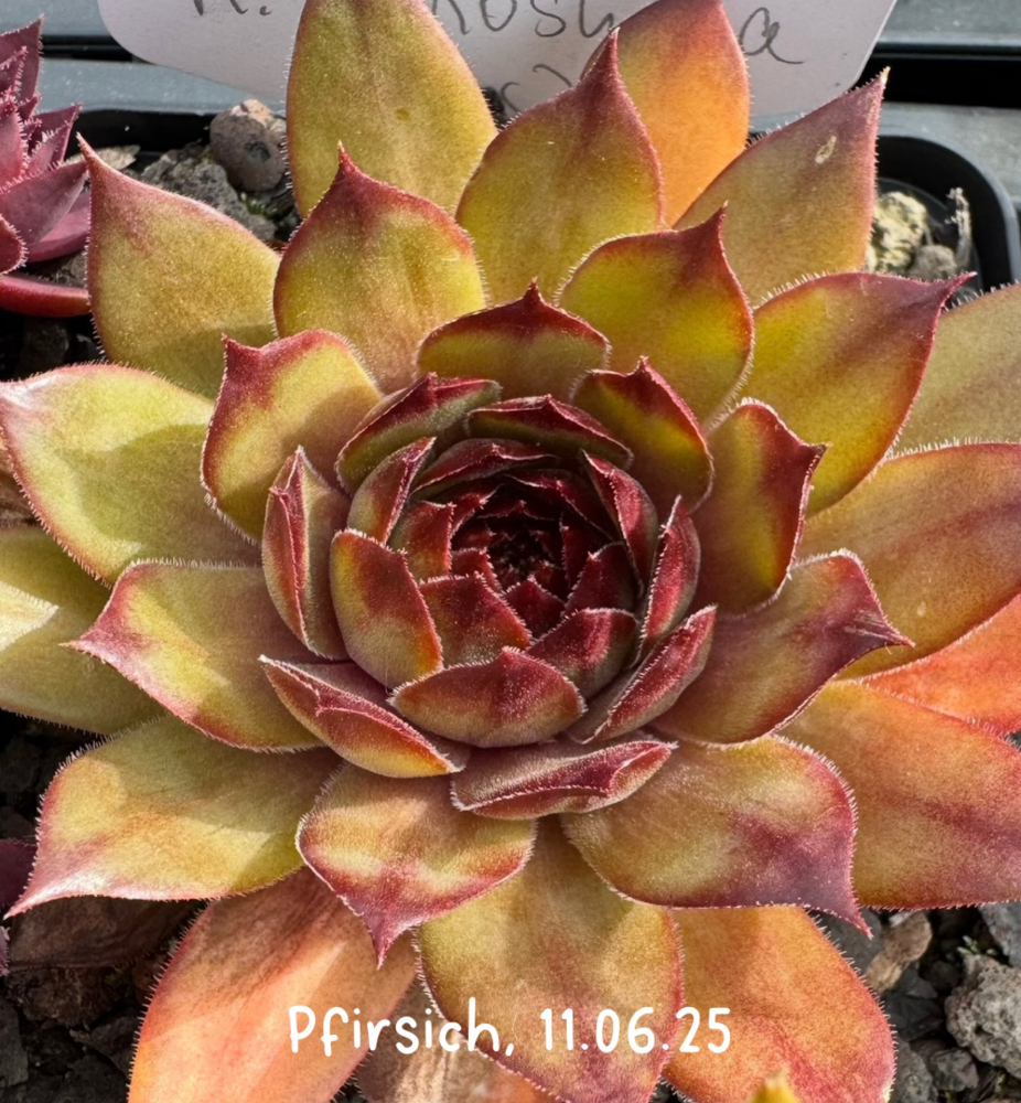 Pfirsich