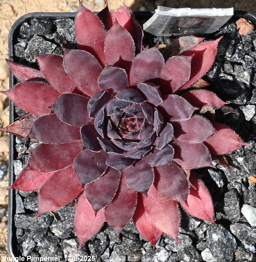 Jungle Pimpernel