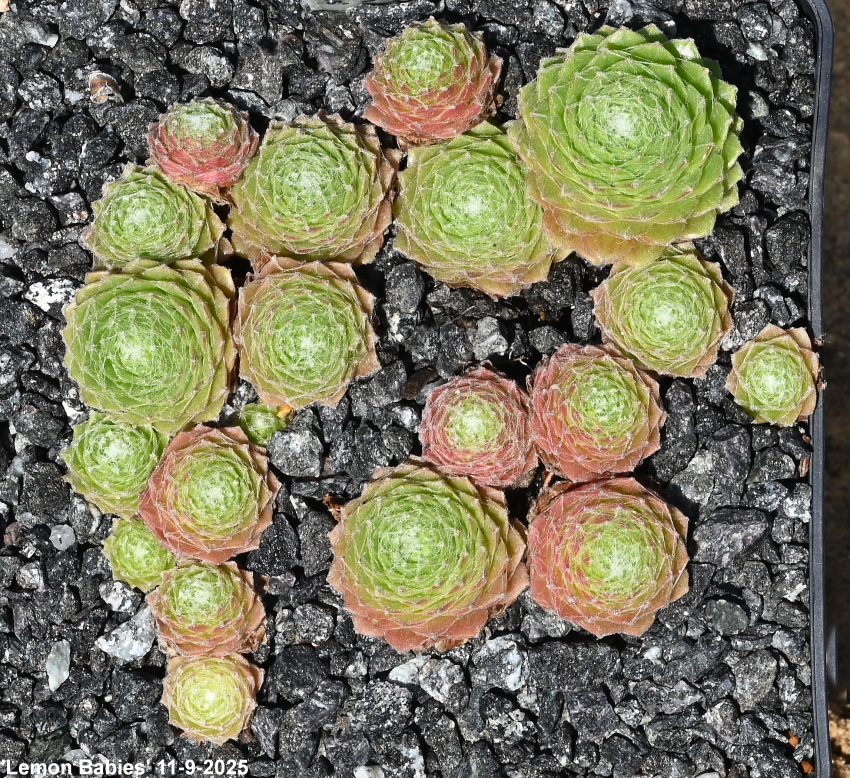Lemon Babies