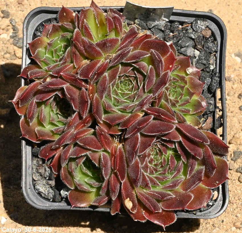 Calayo / Jovi