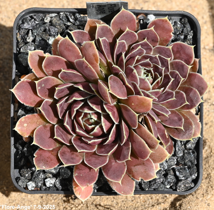 Flore-Ange / Jovi