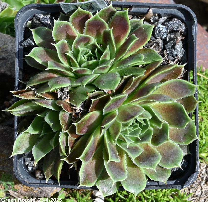 Green Roosje / Jovi