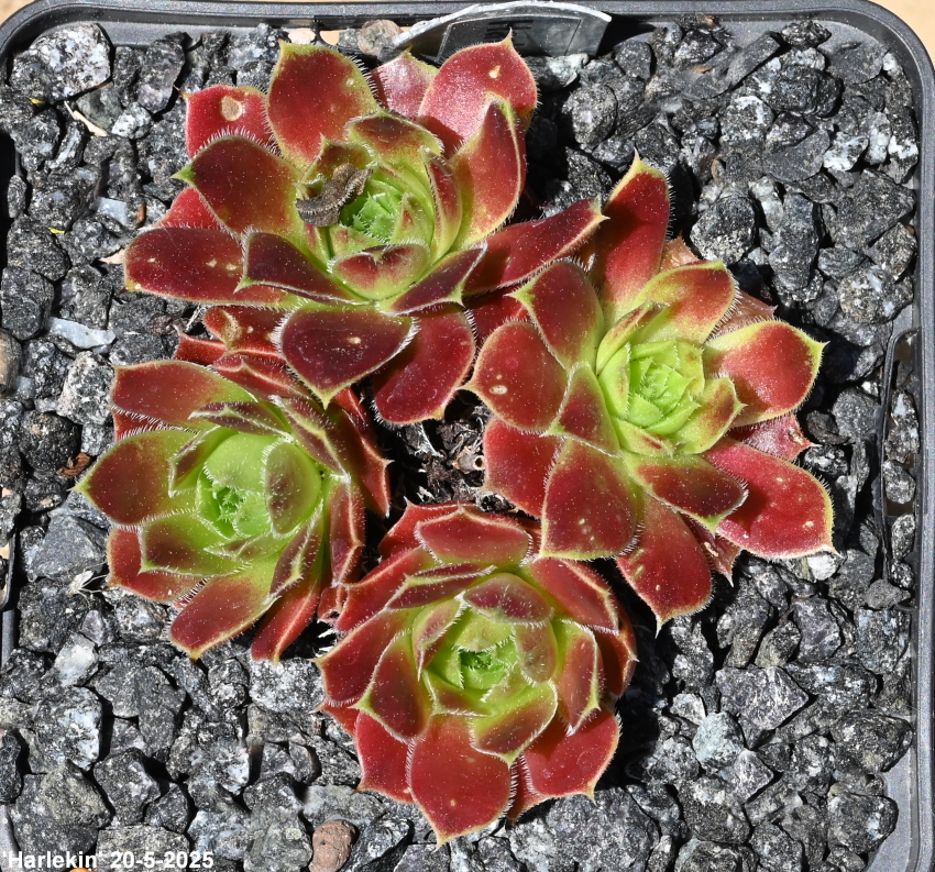 Harlekin / Jovi