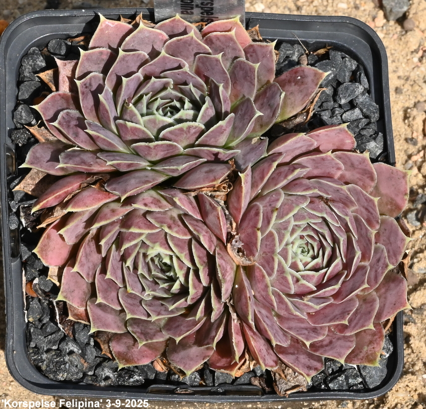 Korspelse Felipina / Jovi