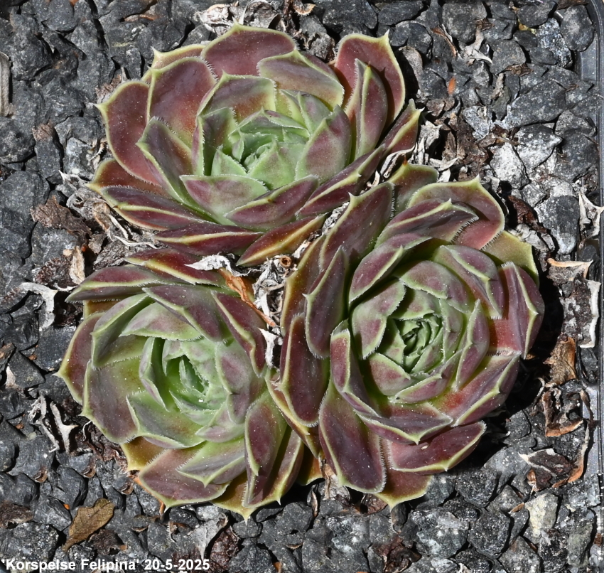 Korspelse Felipina / Jovi
