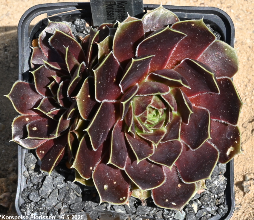Korspelse Florissen / Jovi