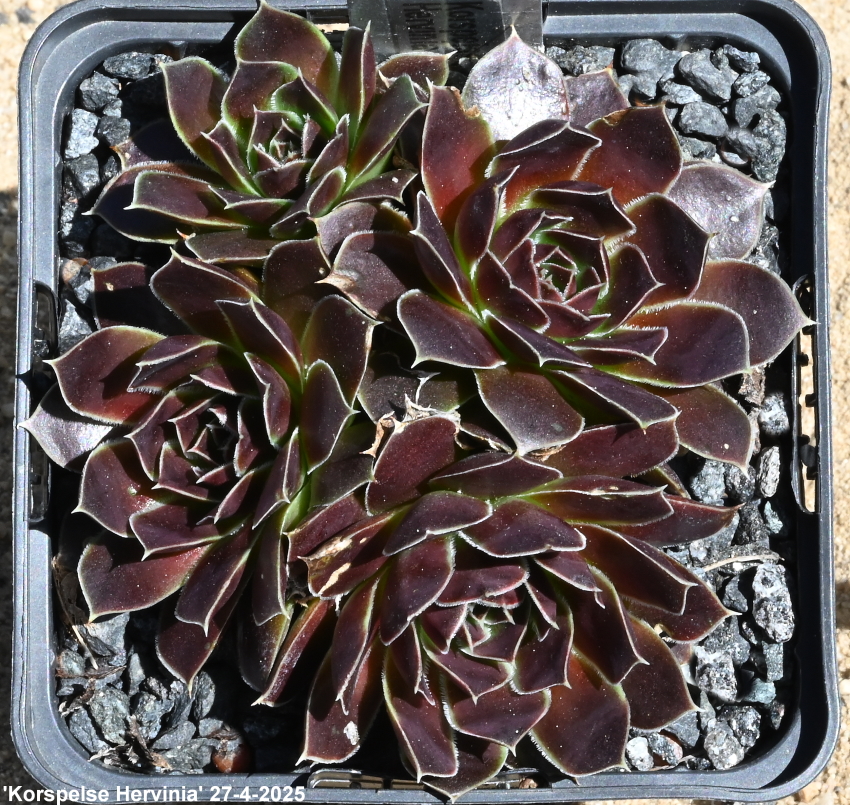 Korspelse Hervinia / Jovi