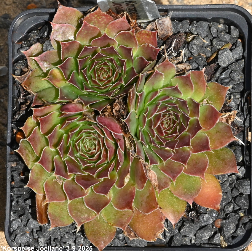Korspelse Joellane / Jovi