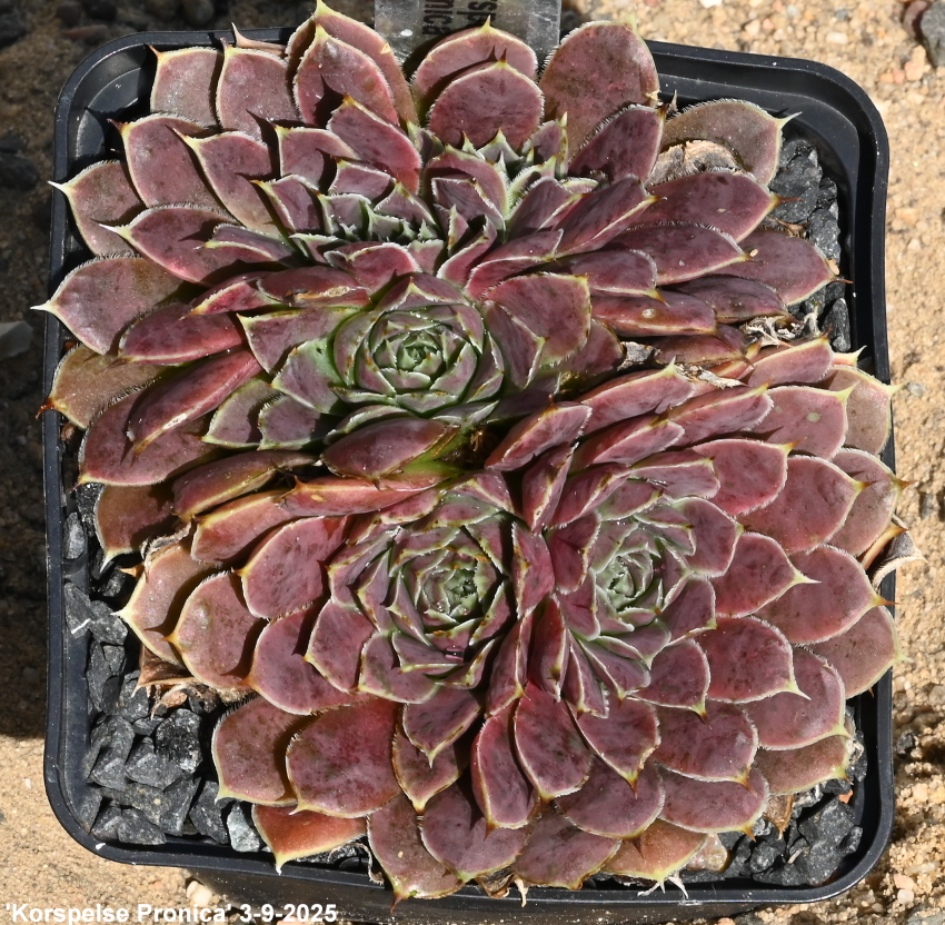 Korspelse Pronica / Jovi