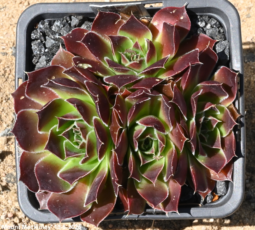 Mount Mackinley / Jovi