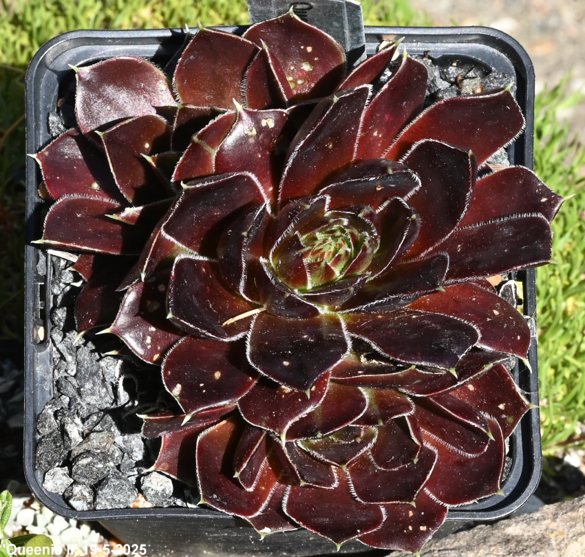 Queenie / Jovi ( II )