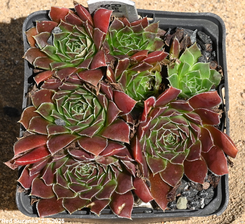 Red Suzanna / Jovi