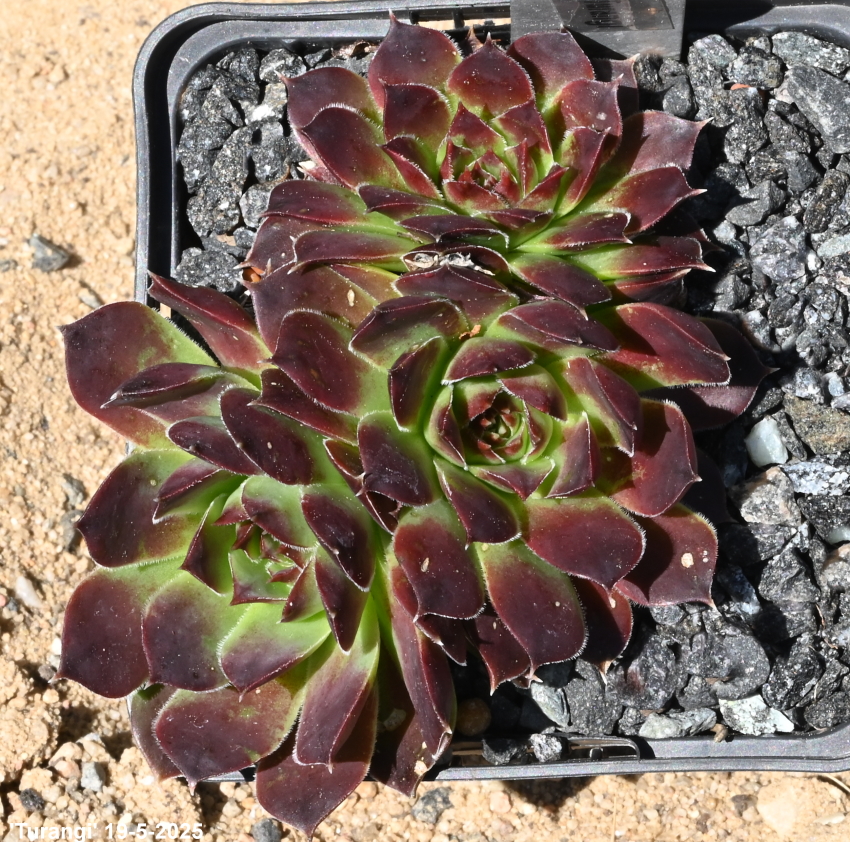 Turangi / Jovi ( II )