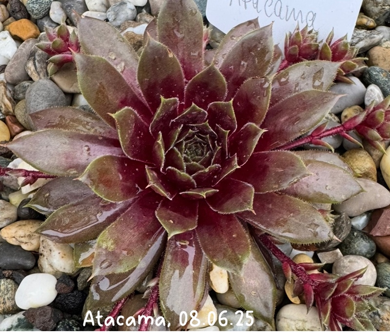 Atacama