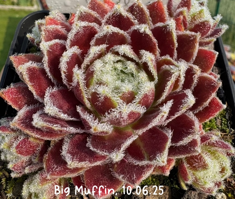 Big Muffin