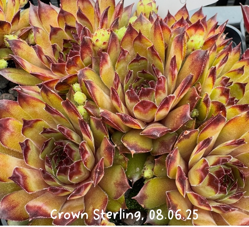 Crown Sterling
