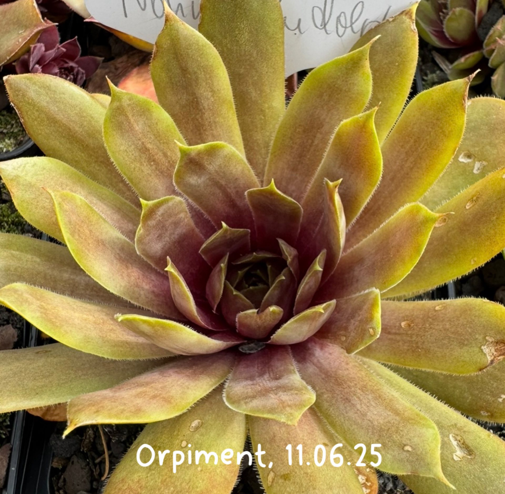 Orpiment