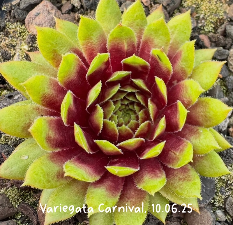 Varigate Carnival
