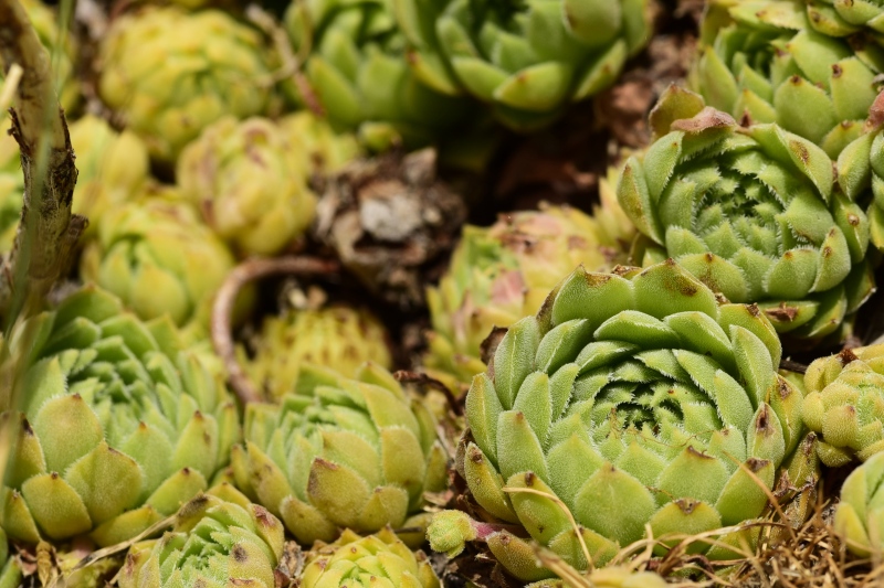 marmoreum ssp. reginae-amaliae from Koutsomitros, 1