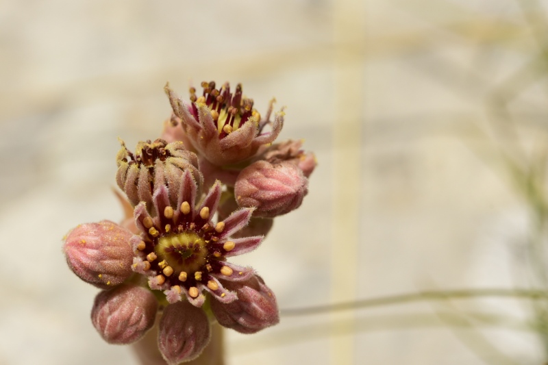 marmoreum ssp. reginae-amaliae from Koutsomitros, 1