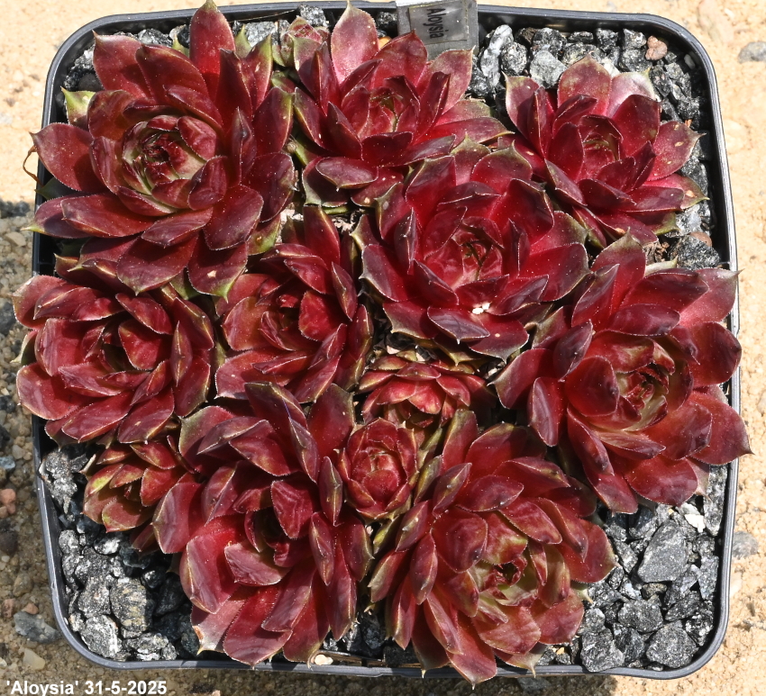 Aloysia