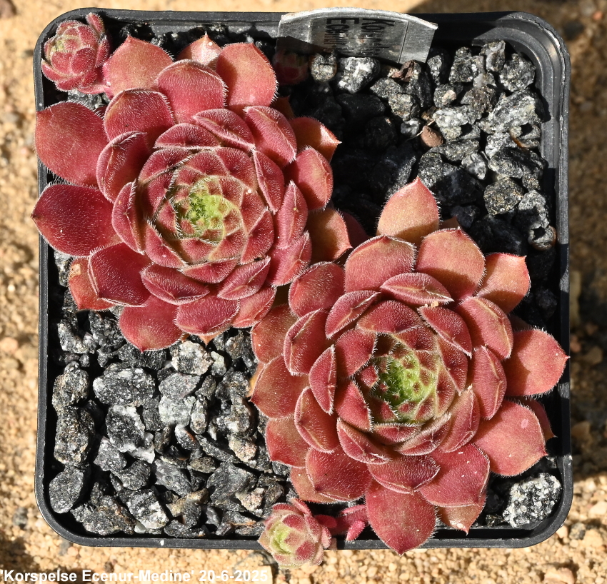 Korspelse Ecenur-Medine