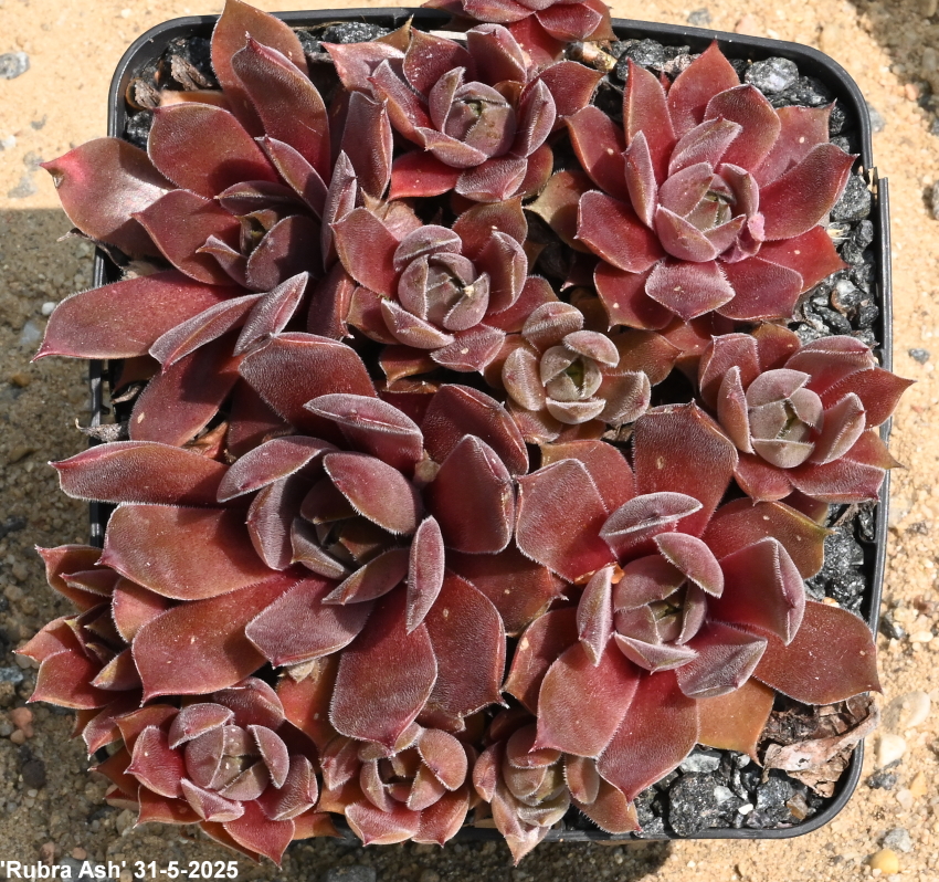 Rubra Ash
