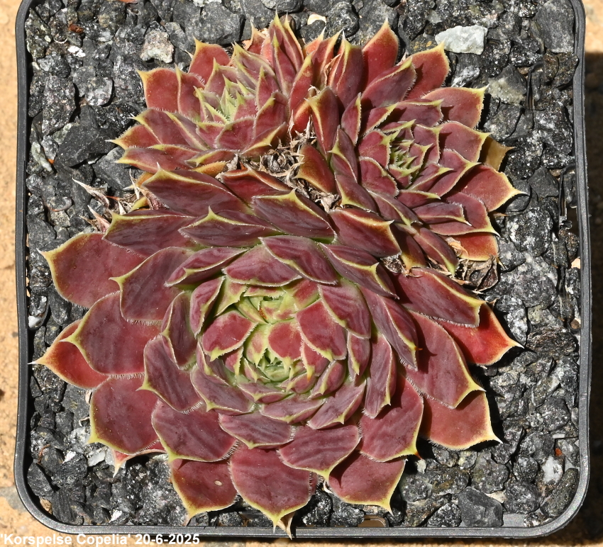 Korspelse Copelia / Jovi