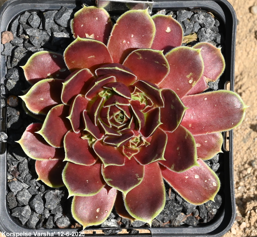 Korspelse Varsha / Jovi