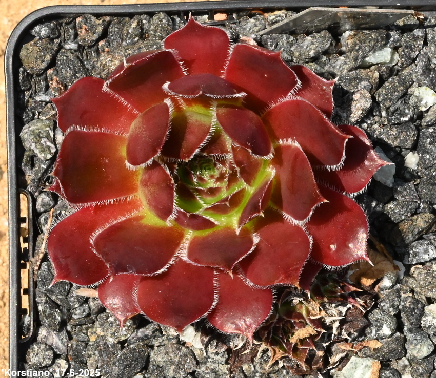 Korstiano / Jovi