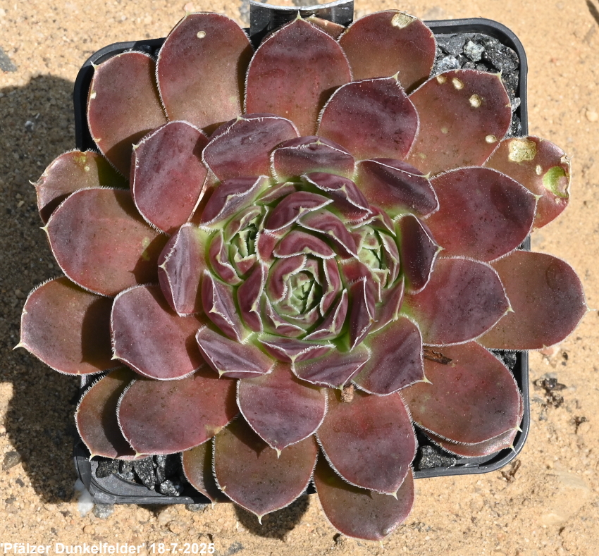 Pfälzer Dunkelfelder / Jovi