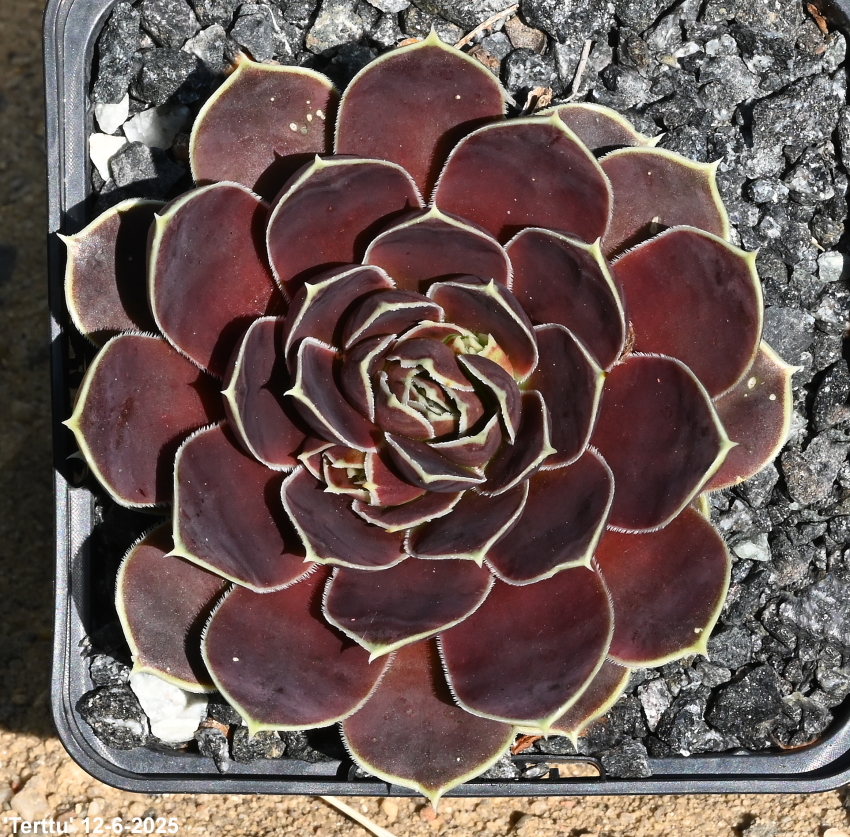 Terttu / Jovi