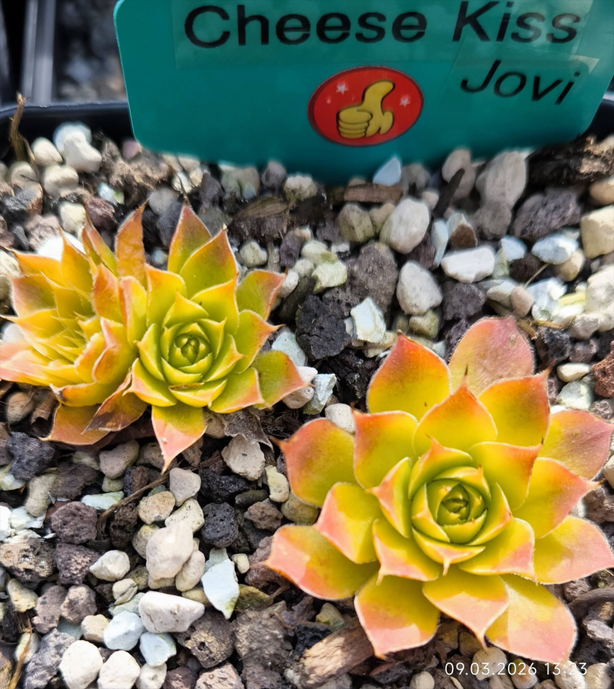 Cheese Kiss / Jovi
