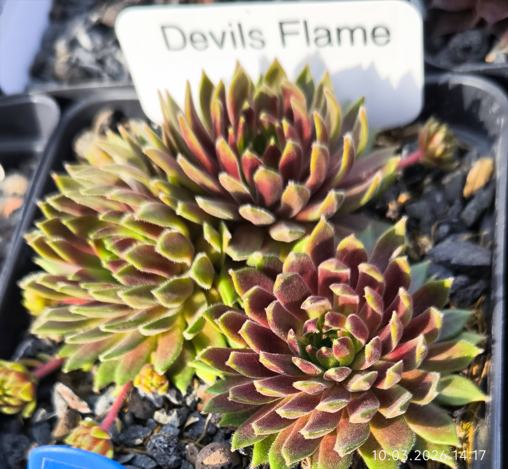 Devils Flame (NNG24)