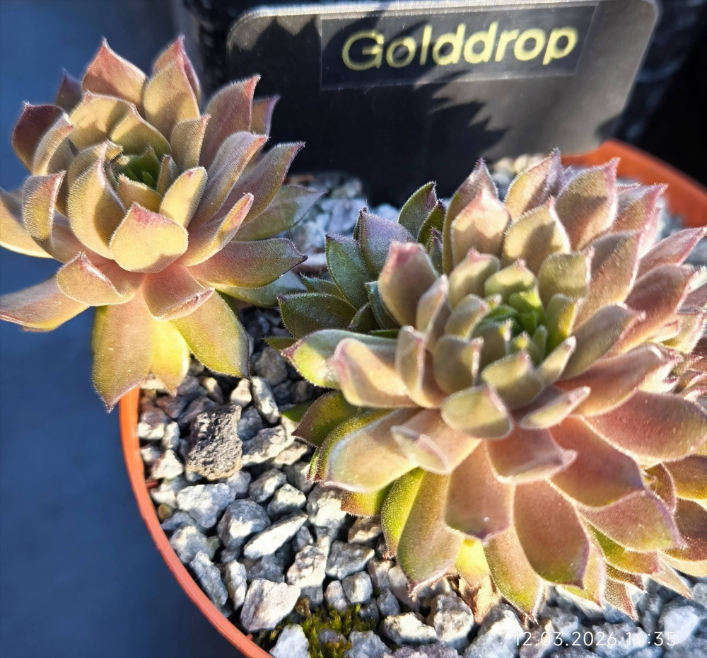Golddrop