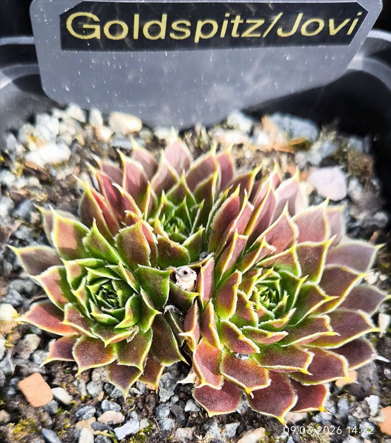 Goldspitz / Jovi