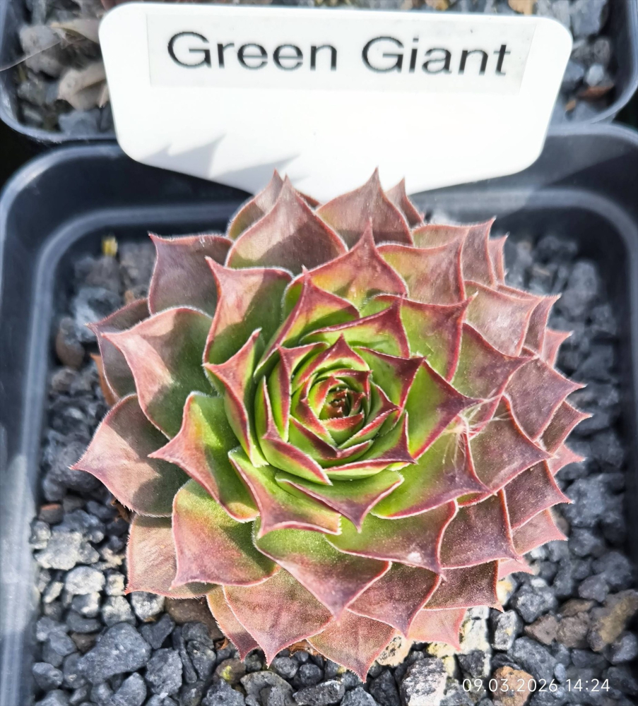 Green Giant