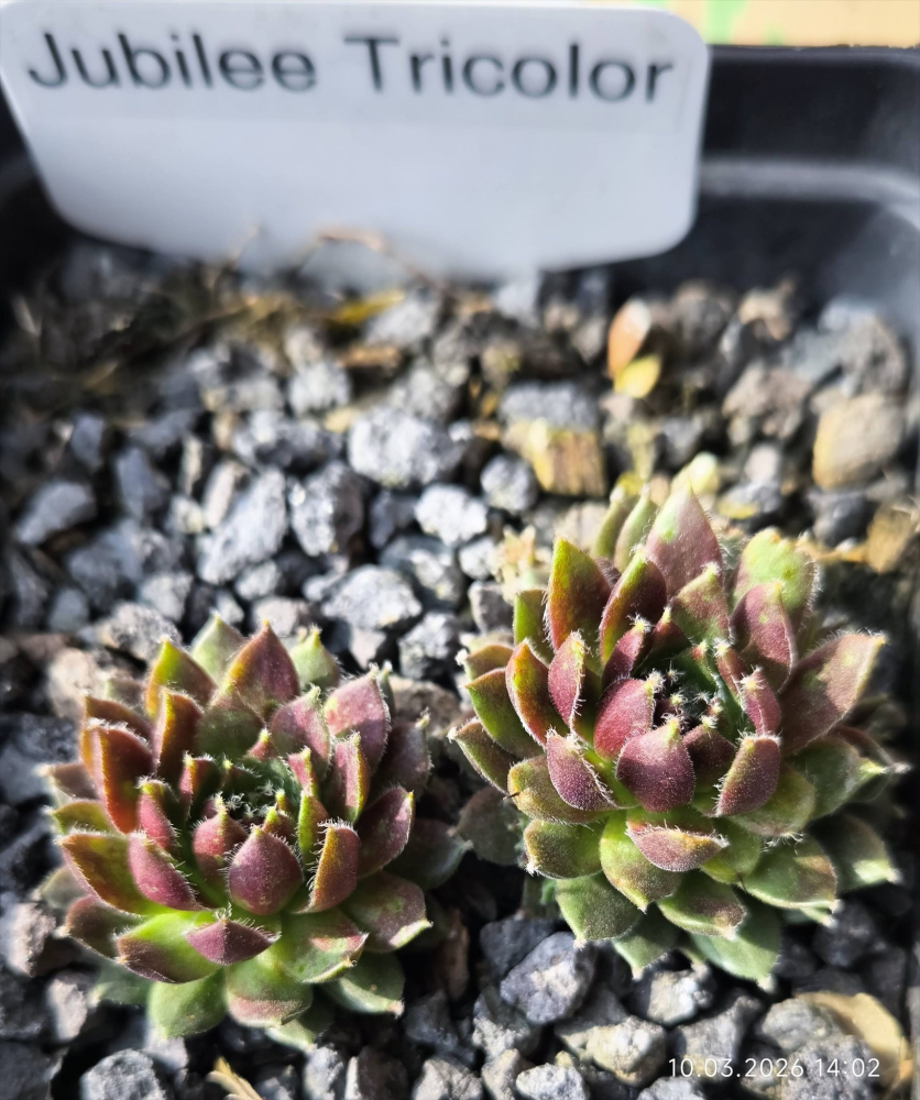 Jubilee Tricolor