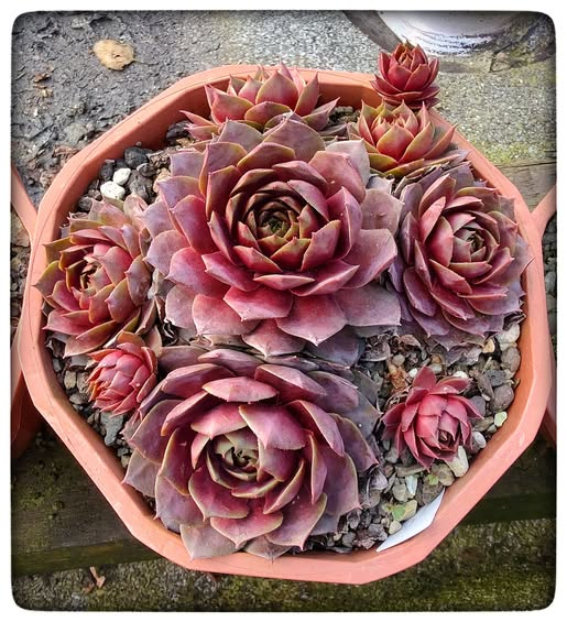 Rosenzobels Big Mama