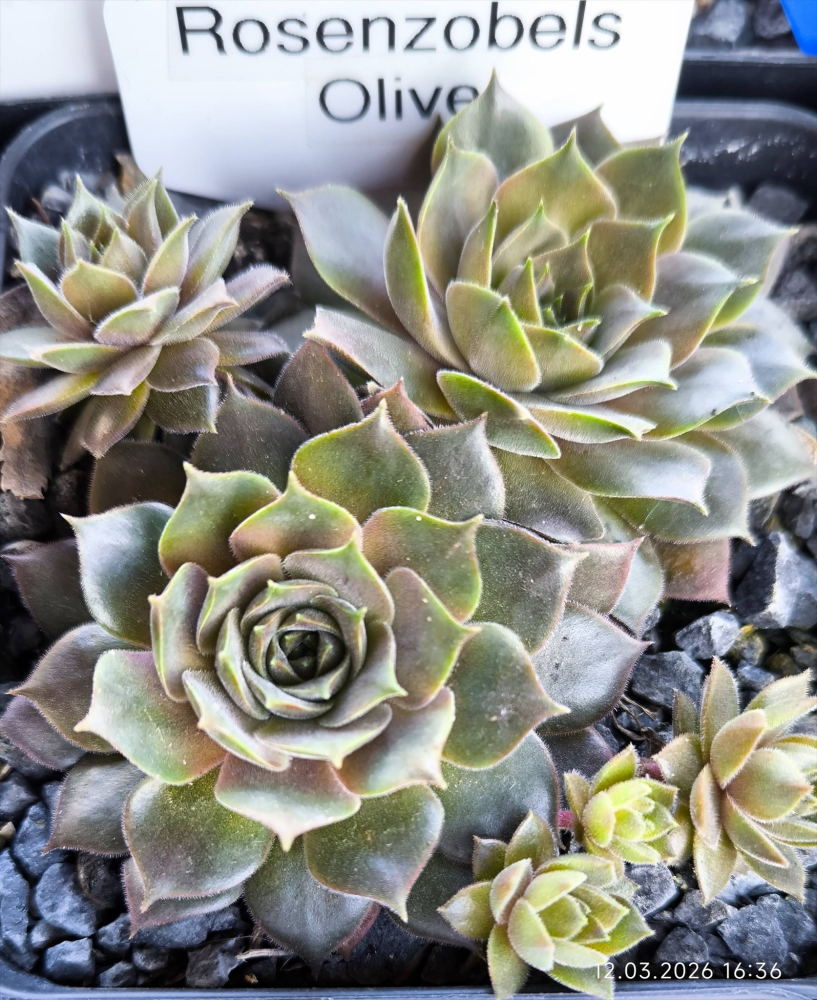 Rosenzobels Olive