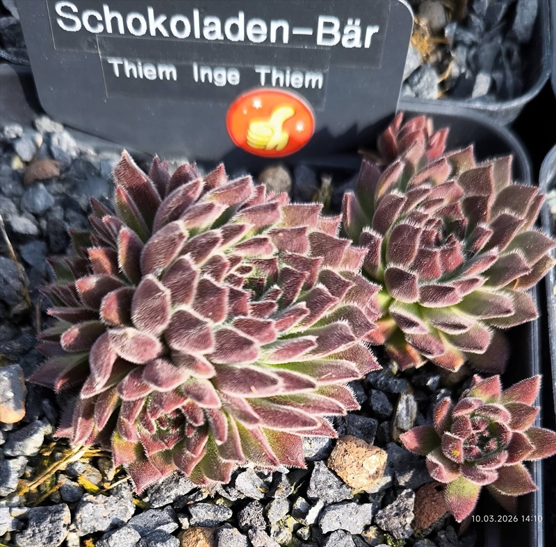 Schokoladen-Bär
