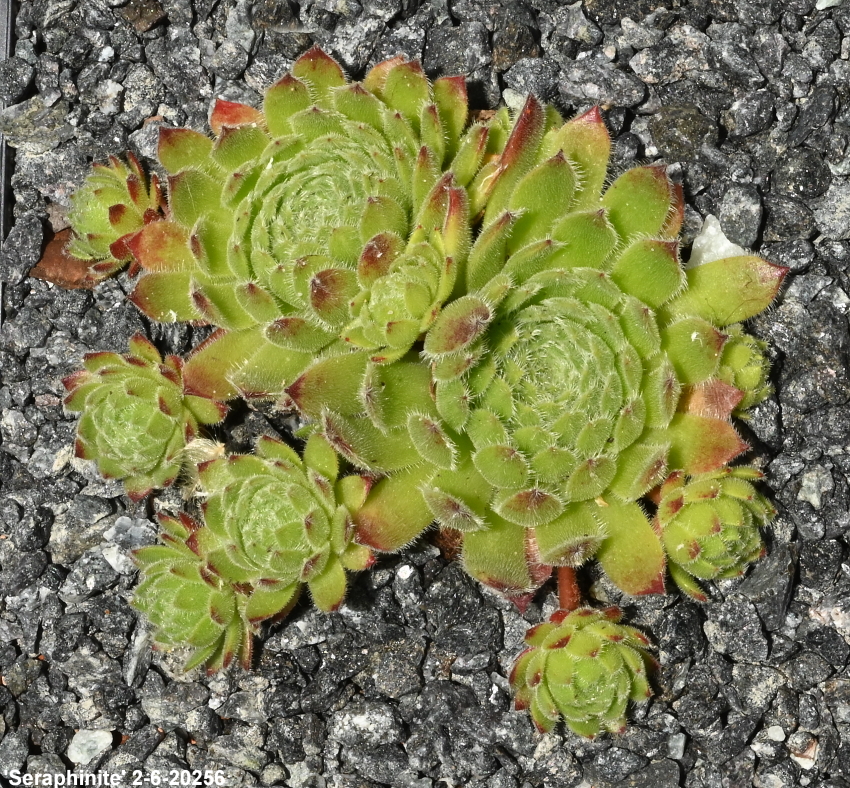 Seraphinite
