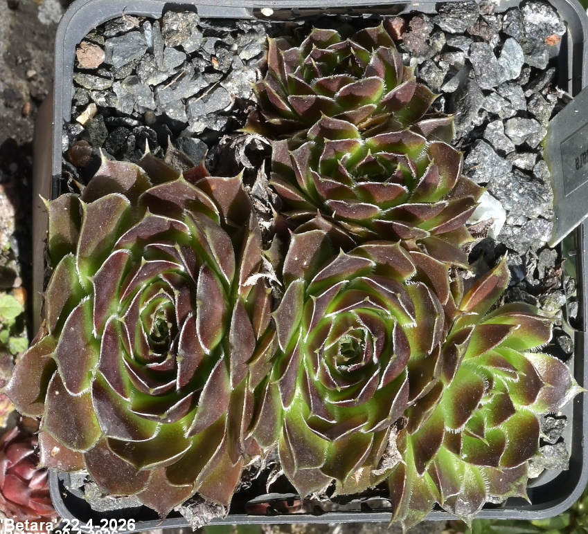 Betara / Jovi