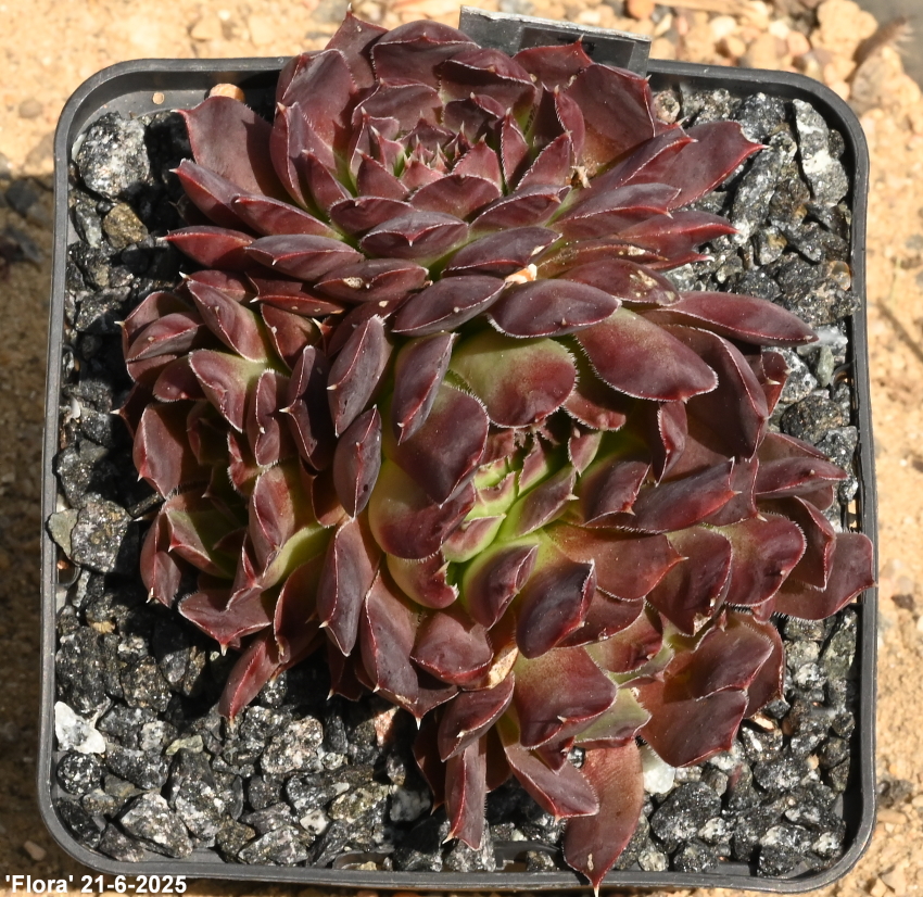 Flora / Jovi